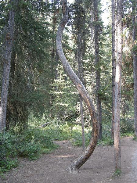 DSCN2067.JPG - S-shaped tree.  Johnston station